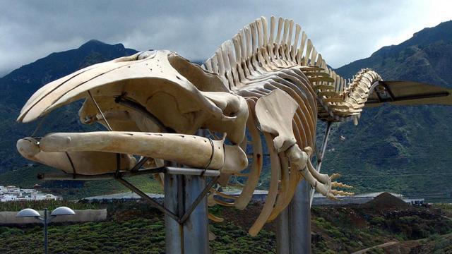 La Ballena Azul ลอส ซิลอส ภายนอก รูปภาพ